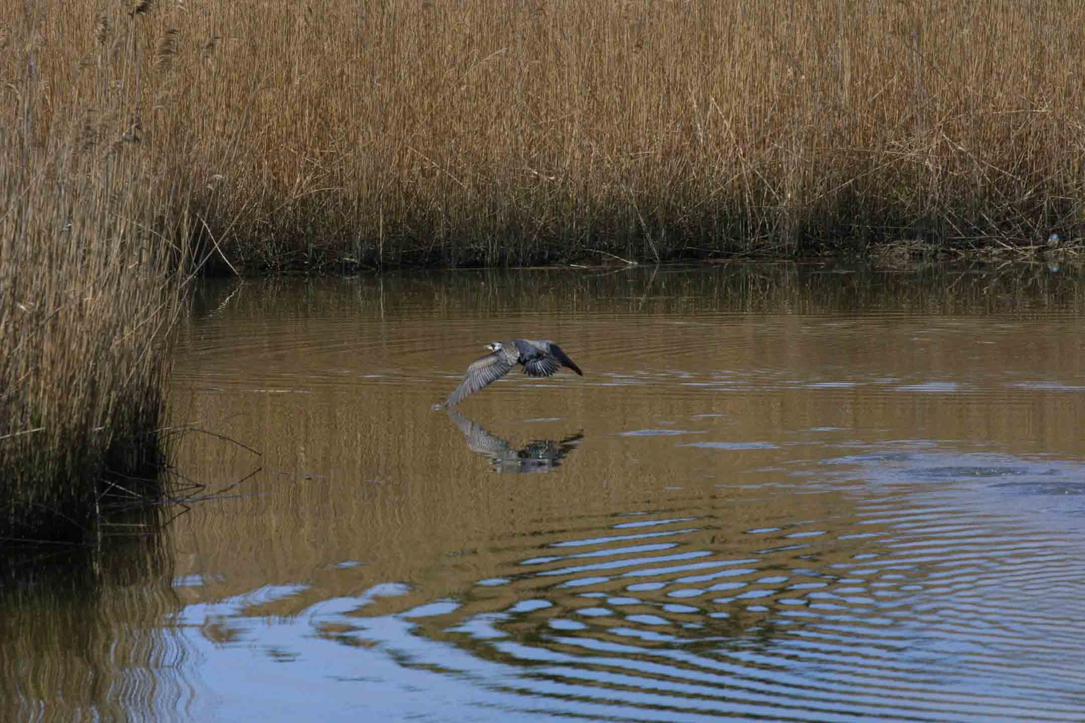 Involo di cormorano